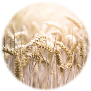 Barley