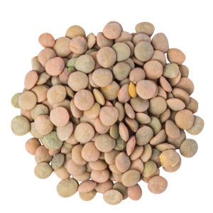 Brown Lentils