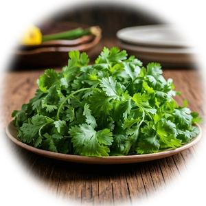 cilantro