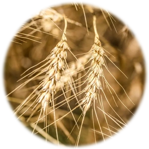 Wheat