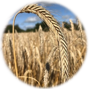 Rye
